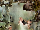 Parmotrema reticulatum image