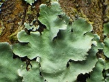 Parmotrema reticulatum image