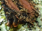 Parmotrema reticulatum image