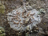 Dimerella lutea image