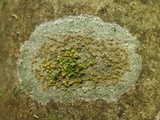 Dimerella lutea image