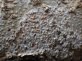 Dimerella lutea image