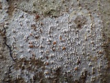 Dimerella lutea image