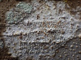 Dimerella lutea image