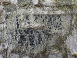 Lecidella elaeochroma f. elaeochroma image