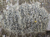 Lecidella elaeochroma f. elaeochroma image