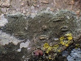 Hyperphyscia adglutinata image