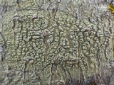 Pertusaria heterochroa image