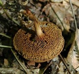 Bothia castanella image