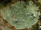 Pertusaria hymenea image