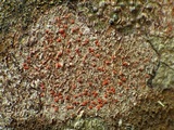 Arthonia cinnabarina image