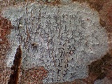 Phaeographis dendritica image