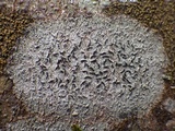 Graphis elegans image
