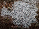 Phlyctis agelaea image