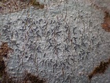 Phaeographis dendritica image