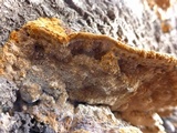 Phellinus gilvus image