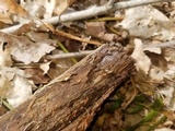 Tulasnella violea image