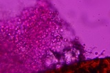 Tulasnella violea image