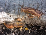 Phellinus gilvus image
