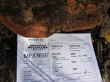 Phellinus gilvus image