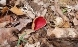 Sarcoscypha austriaca image