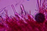 Sarcoscypha austriaca image