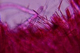 Sarcoscypha austriaca image