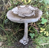 Amanita simulans image