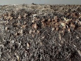 Lasiosphaeria strigosa image