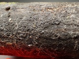 Lasiosphaeria strigosa image