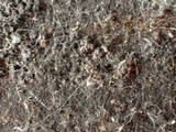 Lasiosphaeria strigosa image