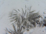 Lasiosphaeria strigosa image
