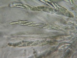 Lasiosphaeria strigosa image