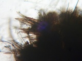Lasiosphaeria strigosa image