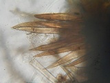 Lasiosphaeria strigosa image