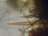 Lasiosphaeria strigosa image