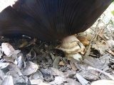 Agaricus lilaceps image