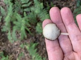 Psathyrella longipes image