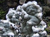 Kretzschmaria deusta image