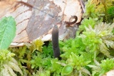 Ophiocordyceps ravenelii image
