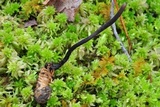 Ophiocordyceps ravenelii image