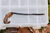 Ophiocordyceps ravenelii image