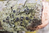Rinodina maculans image