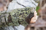 Rinodina maculans image