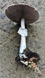 Agaricus bresadolanus image