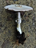 Agaricus bresadolanus image