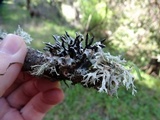 Hypogymnia imshaugii image