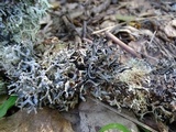 Hypogymnia imshaugii image