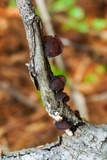 Exidia crenata image