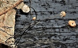 Marasmius bulliardii image